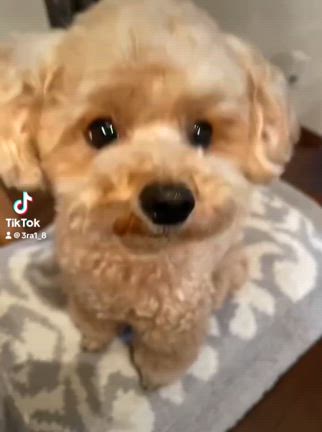 ボサ男4歳のお誕生日の記事動画