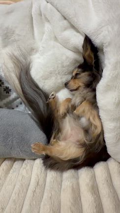 見えなくもないですか？の記事動画