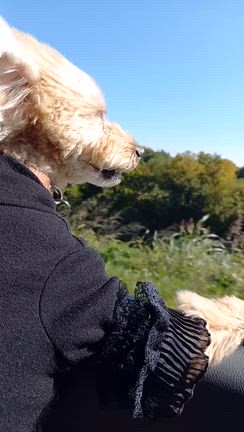 【岐阜モーニング】岐阜もとうとうここまで来たか❗の記事動画