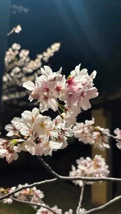 清水川堤☆お花見ウォーキングの記事動画