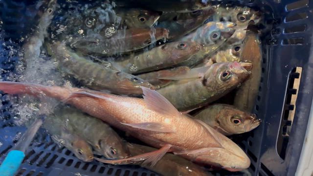 11/7 半夜便の記事動画