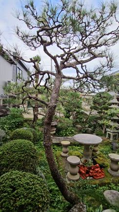 鳥のこえの記事動画