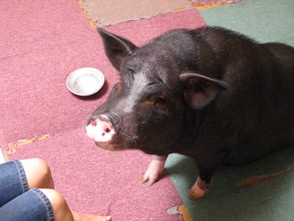 夏の思い出の記事動画