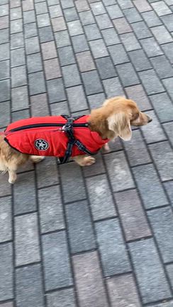 9連休も今日が最終日(チェリー、帰省、新年会編)の記事動画