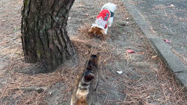 土曜日！の記事動画