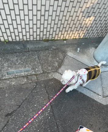 お散歩　じゅんちゃん編の記事動画