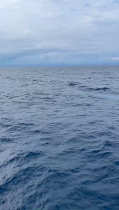 2025.10.20 第43回 雨も上がり出航　クジラにあえましたの記事動画