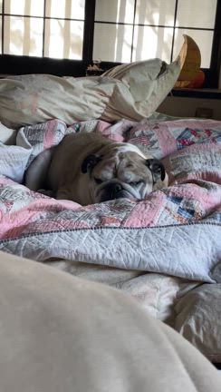 今日もしんちゃんはの記事動画