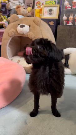 孫が出来ました！の記事動画