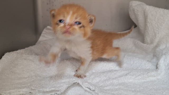 久々の保護猫の記事動画