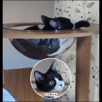 暖かくなって子猫が生まれる季節が近づいていますの記事動画