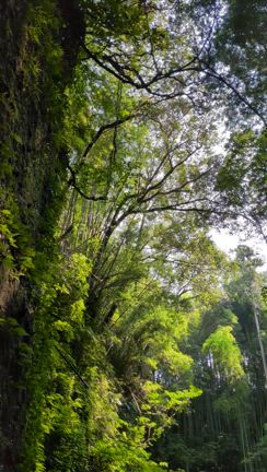 国道から100歩で神秘の世界に☆土佐の夏休み 2025　続篇の記事動画