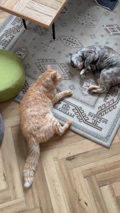 貫禄の違い。の記事動画