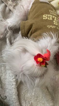 お嬢、亡くなりました３　解剖後。の記事動画