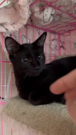 10月20日　ななしのねこさん譲渡会　参加猫ちゃんご紹介⑤の記事動画