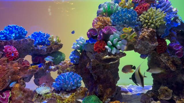 アート×宇宙×アクアリウムの記事動画