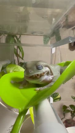 イエアメ時々亀日記　視線を感じる、、の記事動画