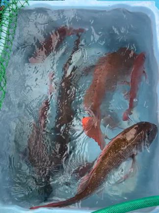 2025.04.20［小潮］タイラバ便の記事動画