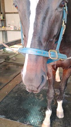 いよいよ「乗馬」に復帰です!!の記事動画