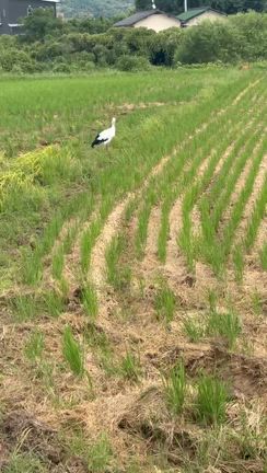 ♦️【第99回営業会議・第305運営会議】♦️の記事動画