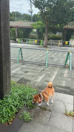 ちょっと道を変えて歩いてみた朝の記事動画