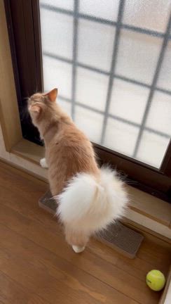 雪が降りの記事動画