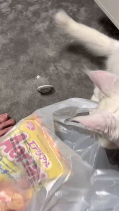 オーナーさまより♡の記事動画