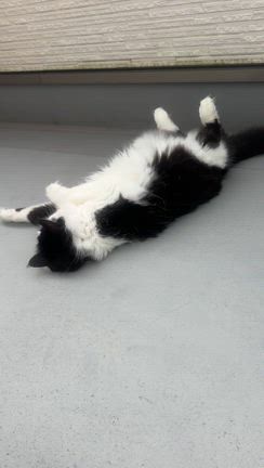 山村神社　秋の例大祭の記事動画