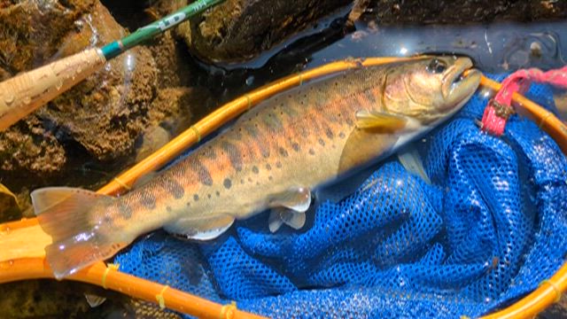 2025年渓流フライフィッシング最終日の記事動画