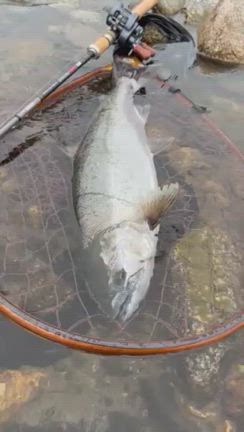 三面川サクラマスの記事動画