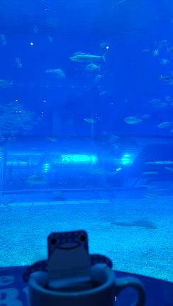 沖縄旅Ⅳ 美ら海水族館～☆の記事動画