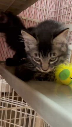 9/7東部会館譲渡会参加の猫ちゃん達紹介！まだまだ！の記事動画