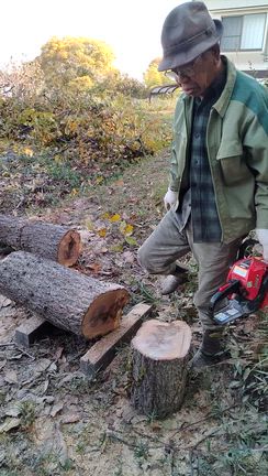 木の伐採の記事動画