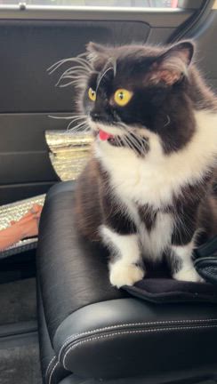 腎性貧血になりましたの記事動画