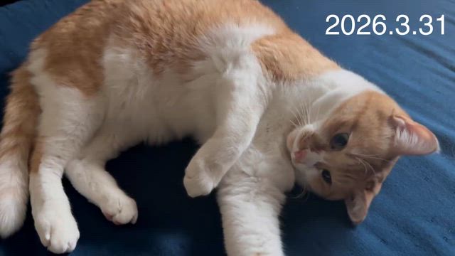 4月1日の星占いの記事動画