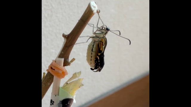 忘れられない夏の思い出の記事動画