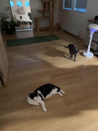 【暑さ対策】エアコン無しの私の仕事部屋に新しく導入したアイテム紹介の記事動画