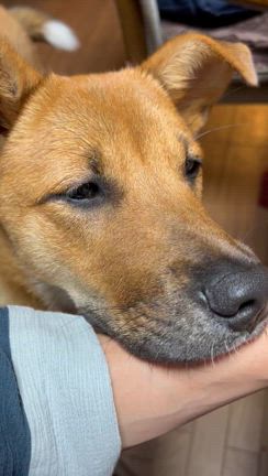 ・・・で、君の名は？の記事動画