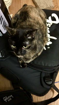 ルディの7回目の命日。の記事動画