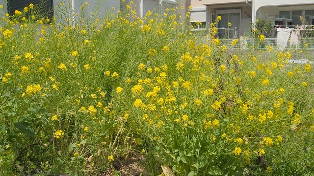強風にもへっちゃらの菜の花に負けじとの記事動画