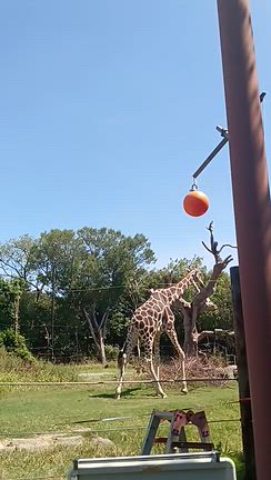 キリン　大阪天王寺動物園9月写真のみ　その16の記事動画