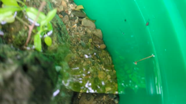 卵発見の記事動画