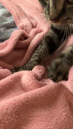 今日も踏んでますの記事動画