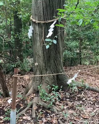 おとめ座新月参りの記事動画