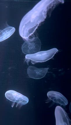 ★京都水族館★の記事動画