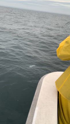 2025       5/13       テンヤマダイ釣りとシマアジ.イサキ狙いに！の記事動画