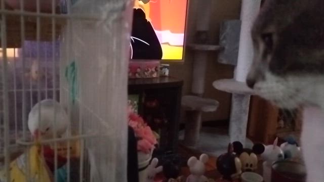 仲良ちコンビなのニャの記事動画