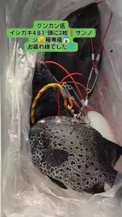 まとめて釣果情報の記事動画