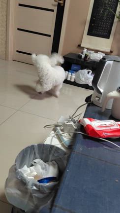 中国のわんこ＋連載４コマ漫画笑劇の一歩２８６歩２８７歩＋大友先生の記事動画