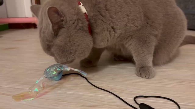 【ドラちゃん日記】心臓に悪いの記事動画